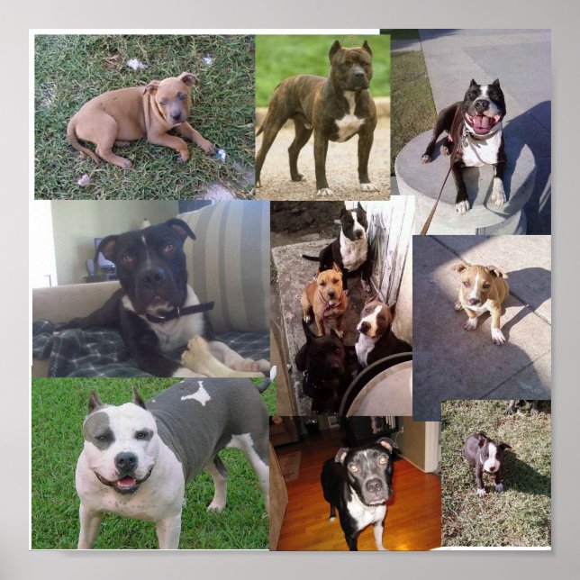 PITBULL BREED COLLAGE POSTER (Vorne)