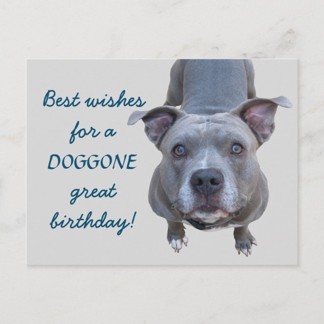 Pitbull Doggone Grande carte postale d'anniversair (Devant)