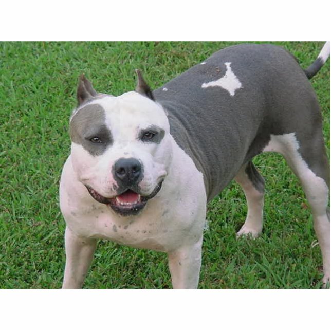 pitbull freistehende fotoskulptur  (Vorne)