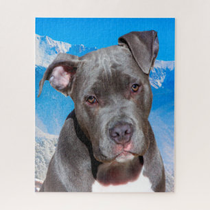 Pitbull Hund.