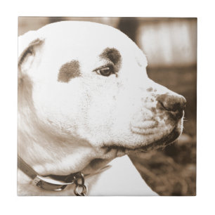 Pitbull-Hund Sepia-Farbe Hass-Tat nicht Rasse Fliese