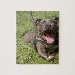 Pitbull im Gras