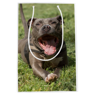 Pitbull im Gras Bearbeitbares Foto Mittlere Geschenktüte