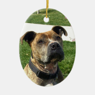Pitbull Keramik Ornament