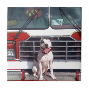 Pitbull-Knochen-Feuer-Haus-Hund Fliese