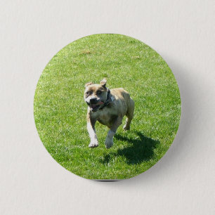 Pitbull Knopf Button