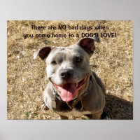 Pitbull lächelt Hundes Liebe Poster