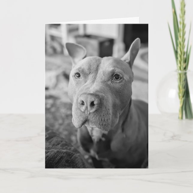 Pitbull Liebe Karte (Vorderseite)