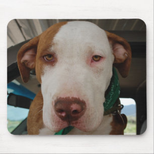 Pitbull-Mischung Mousepad