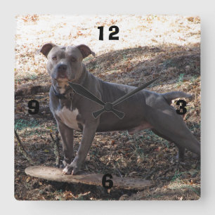 Pitbull mit Skateboard, nummerierte Wall-Uhr Quadratische Wanduhr