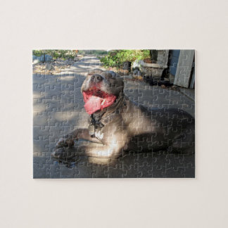 Pitbull nachlässiges Hundekuss-Puzzlespiel