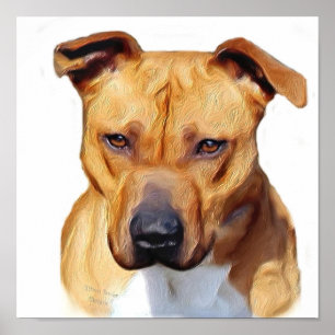 Pitbull Plakat