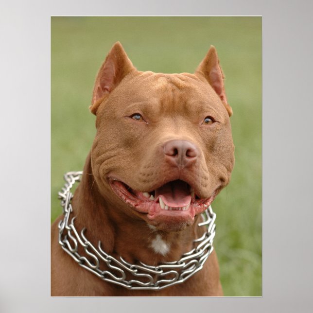 Pitbull Poster (Vorne)