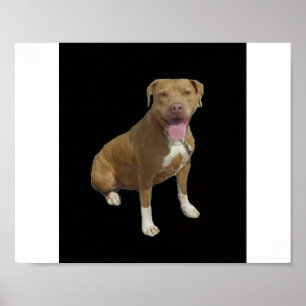 Pitbull Poster