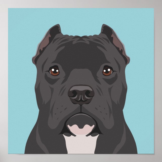 Pitbull Poster (Vorne)