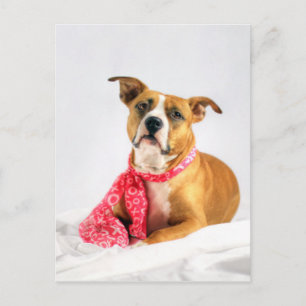 Pitbull Puppy-Liebe in Rosa Postkarte