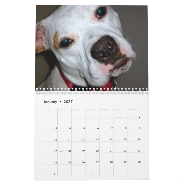 Pitbull retten den Zuchtkalender Kalender (Jan 2027)