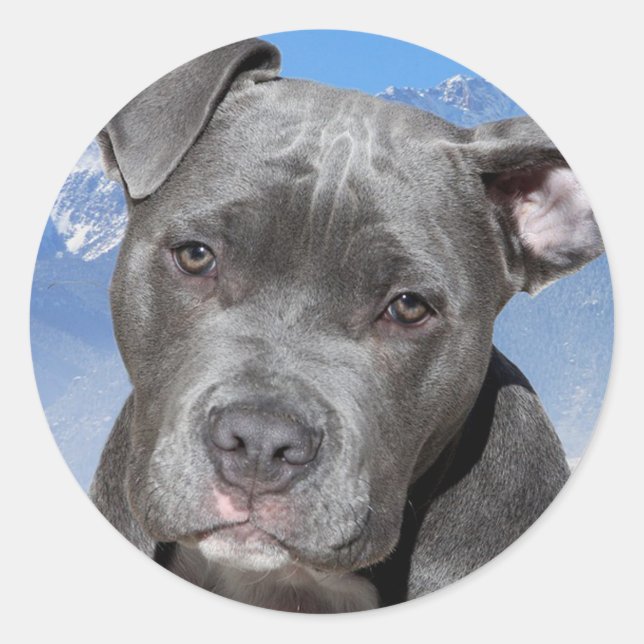 Pitbull Runder Aufkleber (Vorderseite)
