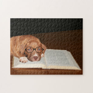 Pitbull Terrier