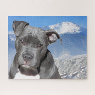 Pitbull Terrier.