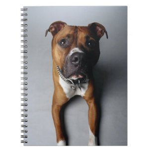 Pitbull Terrier, das sich hinlegt Notizblock