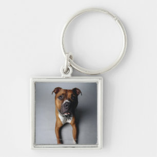 Pitbull Terrier, das sich hinlegt Schlüsselanhänger