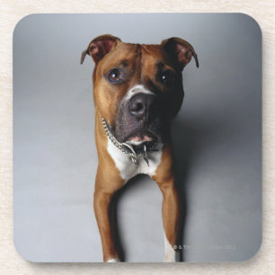 Pitbull Terrier, das sich hinlegt Untersetzer
