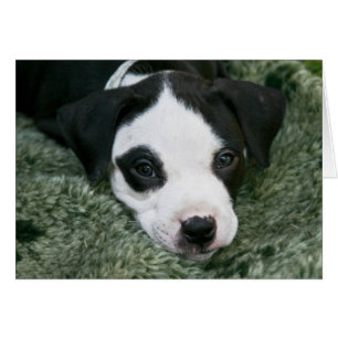 Pitbull-Terrier-Welpen-Karte - "Angie "