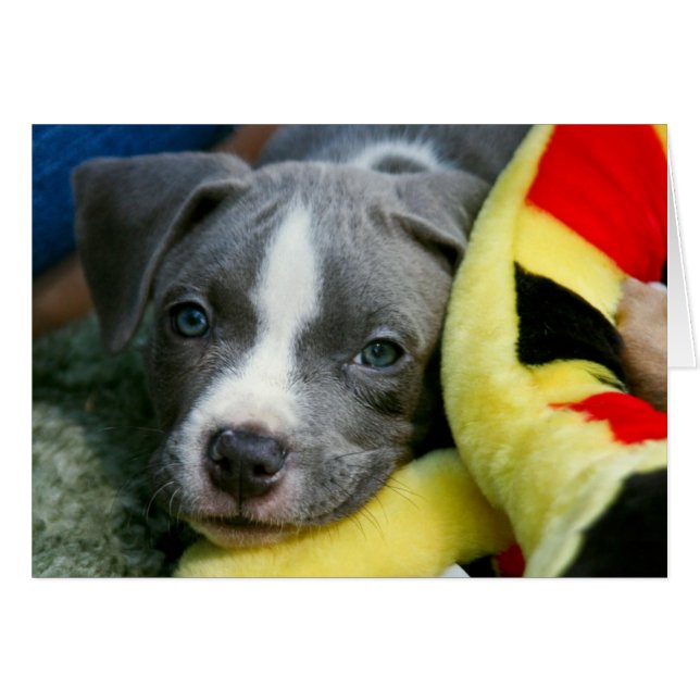 Pitbull-Terrier-Welpen-Karte - "Mikey " (Vorderseite (Horizontal))