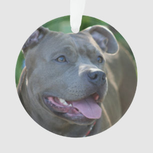 Pitbull Terrierhund Ornament