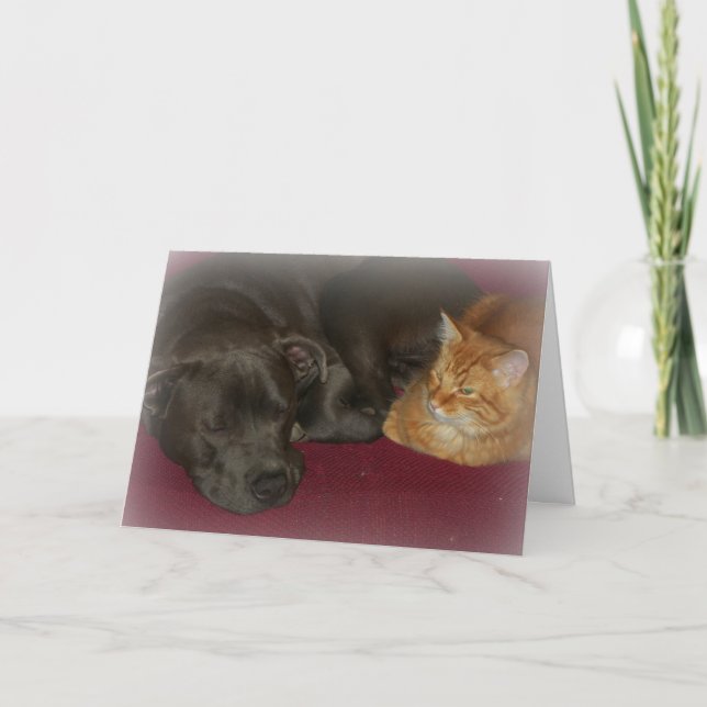 Pitbull und Tabby Cat Friends Forever Karte (Vorderseite)