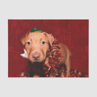 Pitbull Welpe Weihnachten Seidenpapier