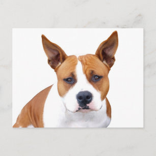 Pitbull-Welpen-Hund Leer Postkarte
