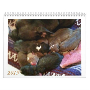 Pitbull Welpen wachsen Kalender auf