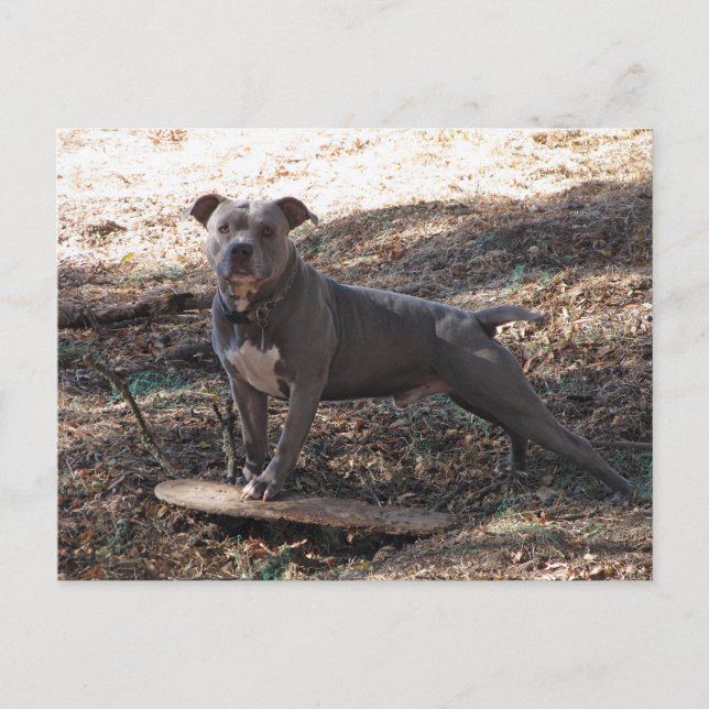 Pitbulle und Skateboard Postkarte (Vorderseite)