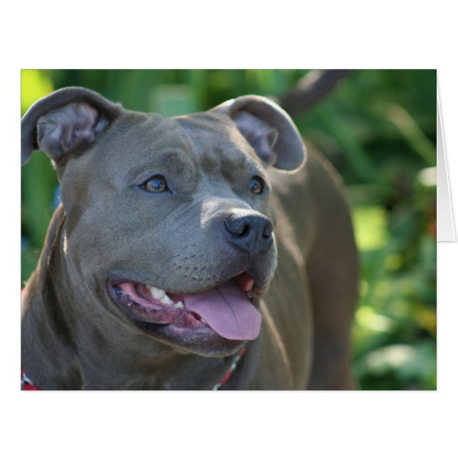 Pitbulling (Vorderseite (Horizontal))