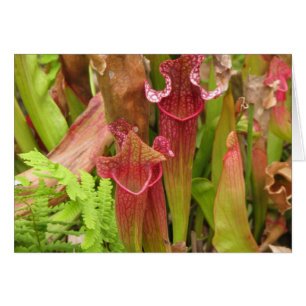Pitcher-Pflanze