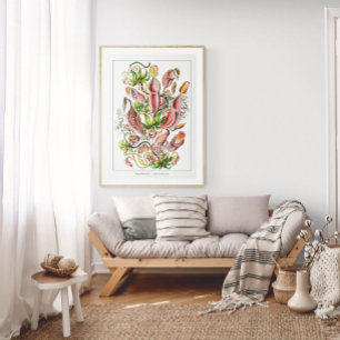 Pitcher-Pflanze (weiß)   Vintag Ernst Haeckel Poster