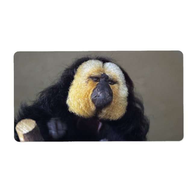 Pithecia pithecia (Vorne)