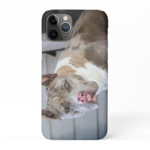 Pitt bull