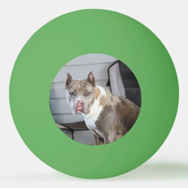 Pitt bull tischtennisball (Vorderseite)