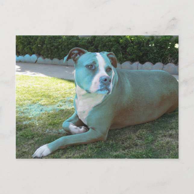 Pitty Postcard Postkarte (Vorderseite)