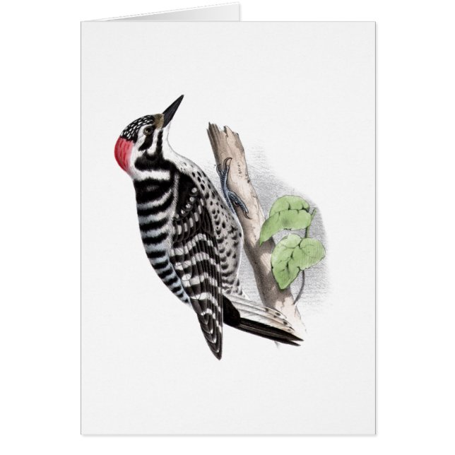 Pivert de Pileated (Devant)