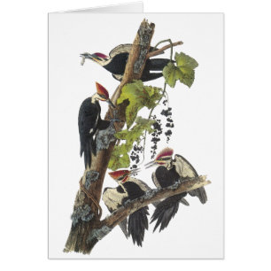 Pivert de Pileated, John Audubon