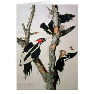 pivert Ivoire-affiché, des 'oiseaux d'America