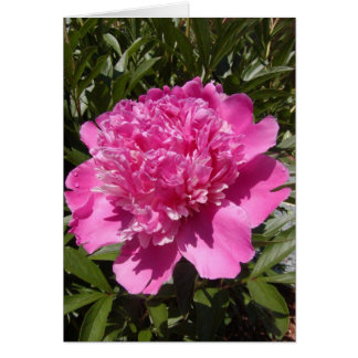 Pivoine