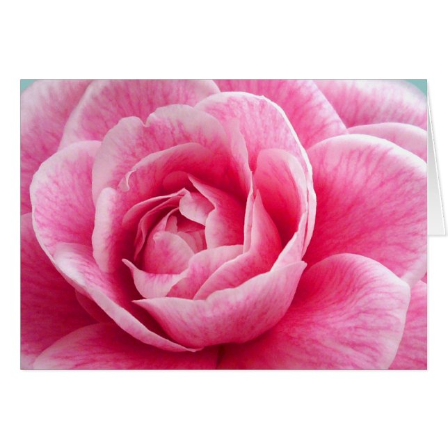 Pivoine (Devant horizontal)