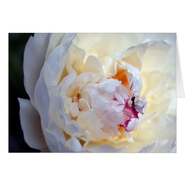 Pivoine blanche avec la carte vierge de fourmi de (Devant horizontal)