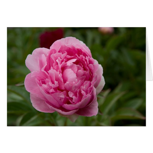 Pivoine rose | Rosa Pfingstrose (Devant horizontal)
