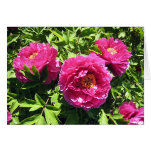 pivoines roses